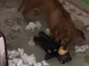 Unbreakable Bear for Heavy Dog Chewers