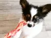 Multiple websites, multiple names, same puppies!