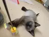 Fake Siamese Kittens