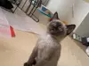 Fake Siamese Kittens