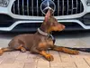Doberman fake breeder